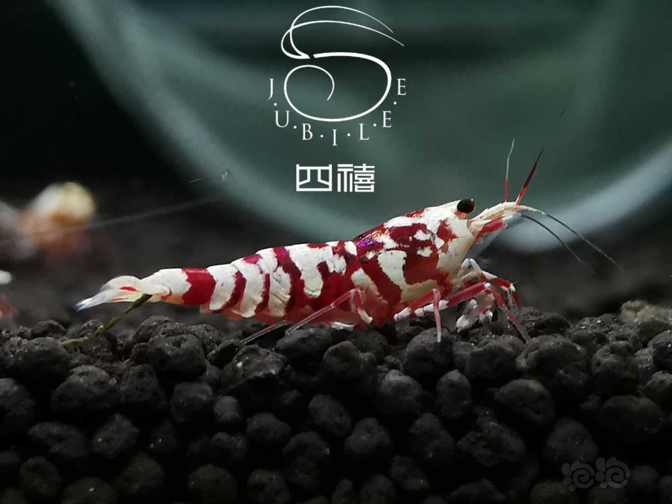 勃艮第红  花虎虾-图2