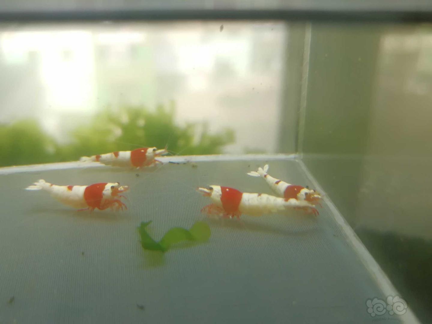 【虾】2020-03-31#RMB拍卖#红白纯血水晶虾一份4只-图1