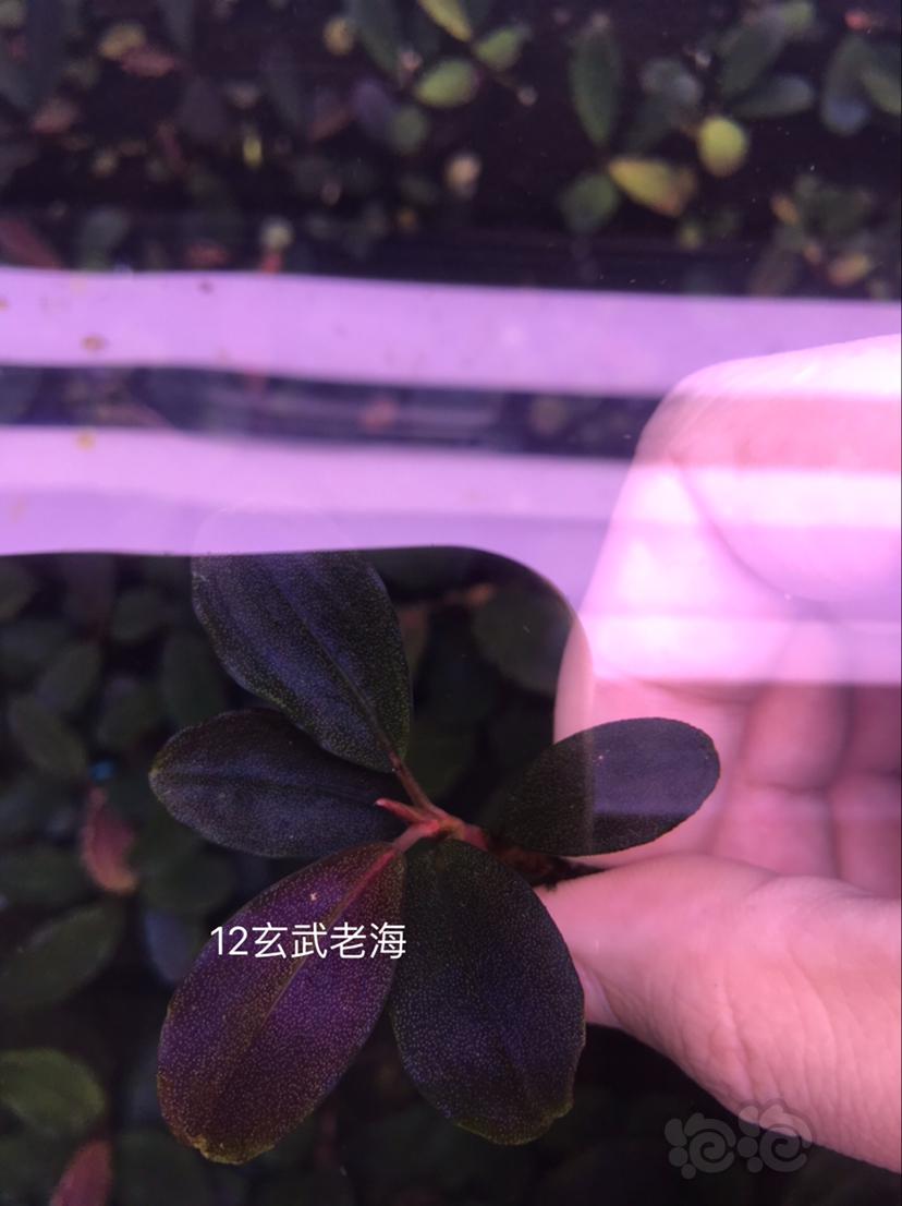 【辣椒榕】北京出售一组海莲娜共9种，送13玉一颗。-图1