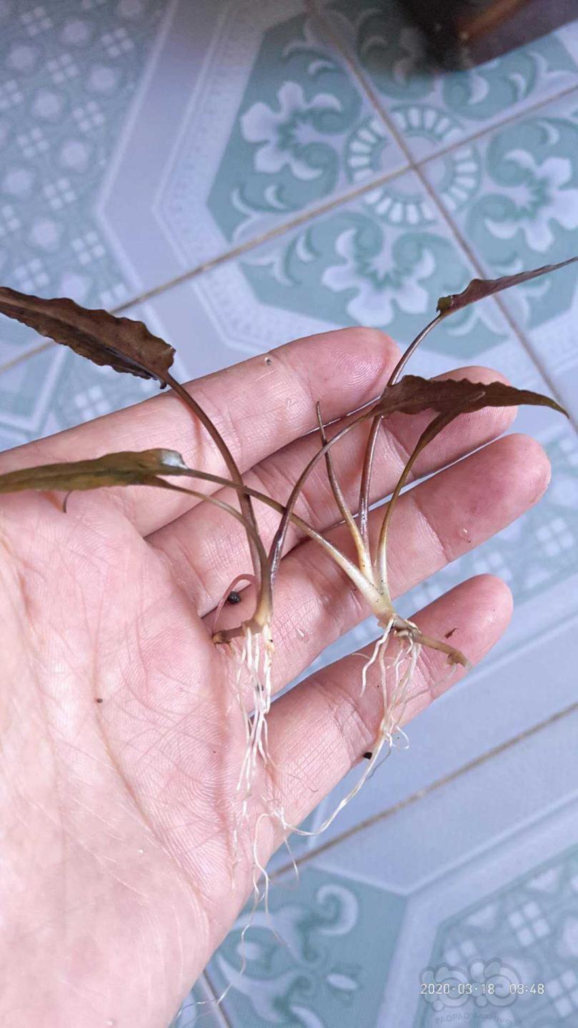 【水草】2020-3-20#RMB拍卖古铜菲露椒草2棵-图1