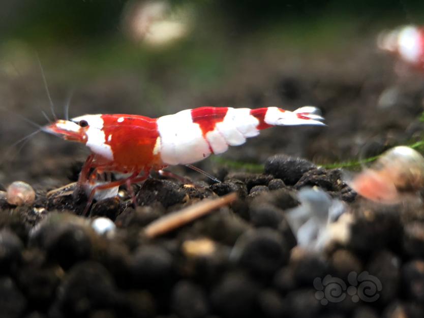 【虾】2020-3-16#RMB拍卖经典红白繁殖组2公5母-图2