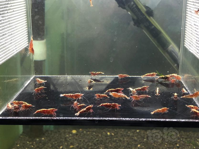 【虾】2020-03-24#RMB拍卖红银河鱼骨淘汰40只-图4