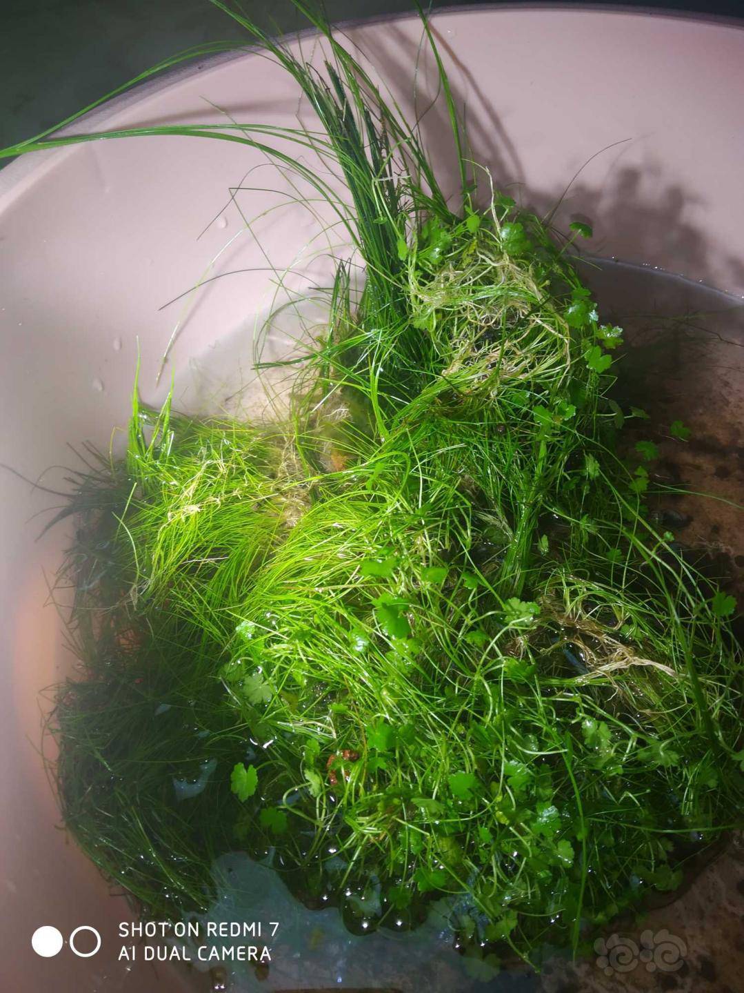 【水草】出翻缸的牛毛水草