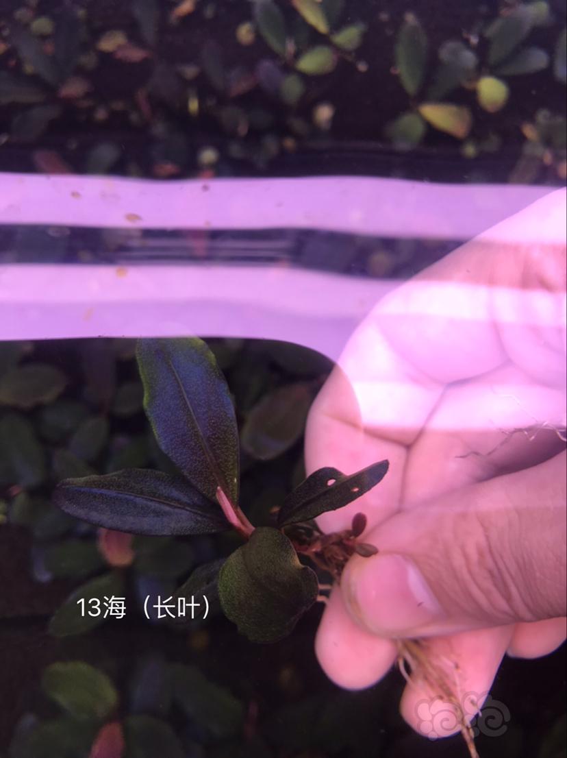 【辣椒榕】北京出售一组海莲娜共9种，送13玉一颗。-图3