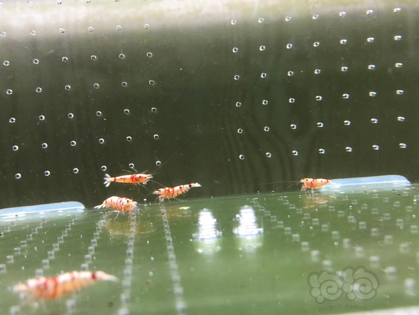 【虾】2020-03-19#RMB拍卖太极红花虎10只-图2