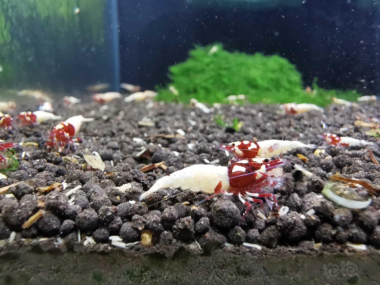 【水晶虾】出售水晶虾，红姘头高洞头成母小虾-图2
