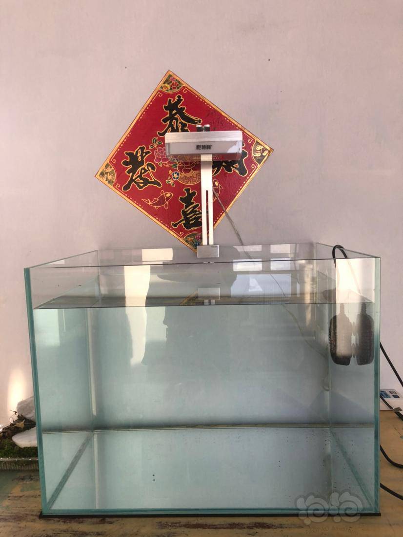 水草怎么保存呀 泡泡水族