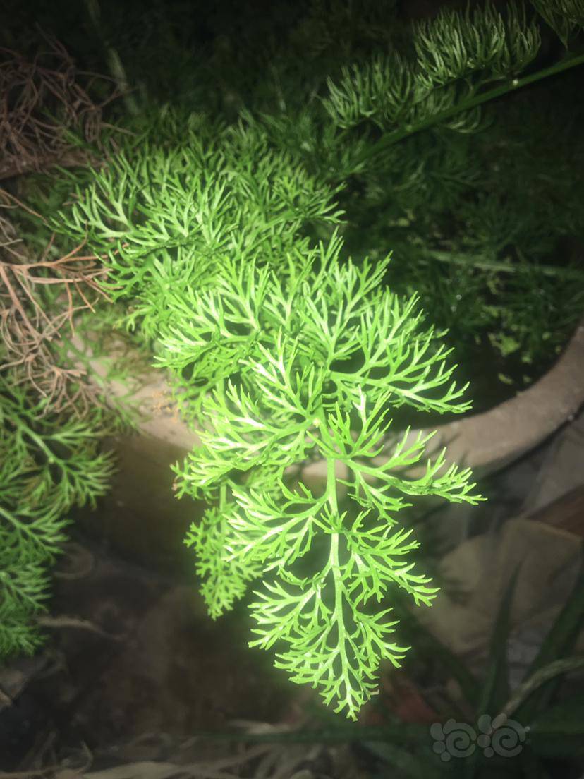 鱼缸里的水芹能吃吗