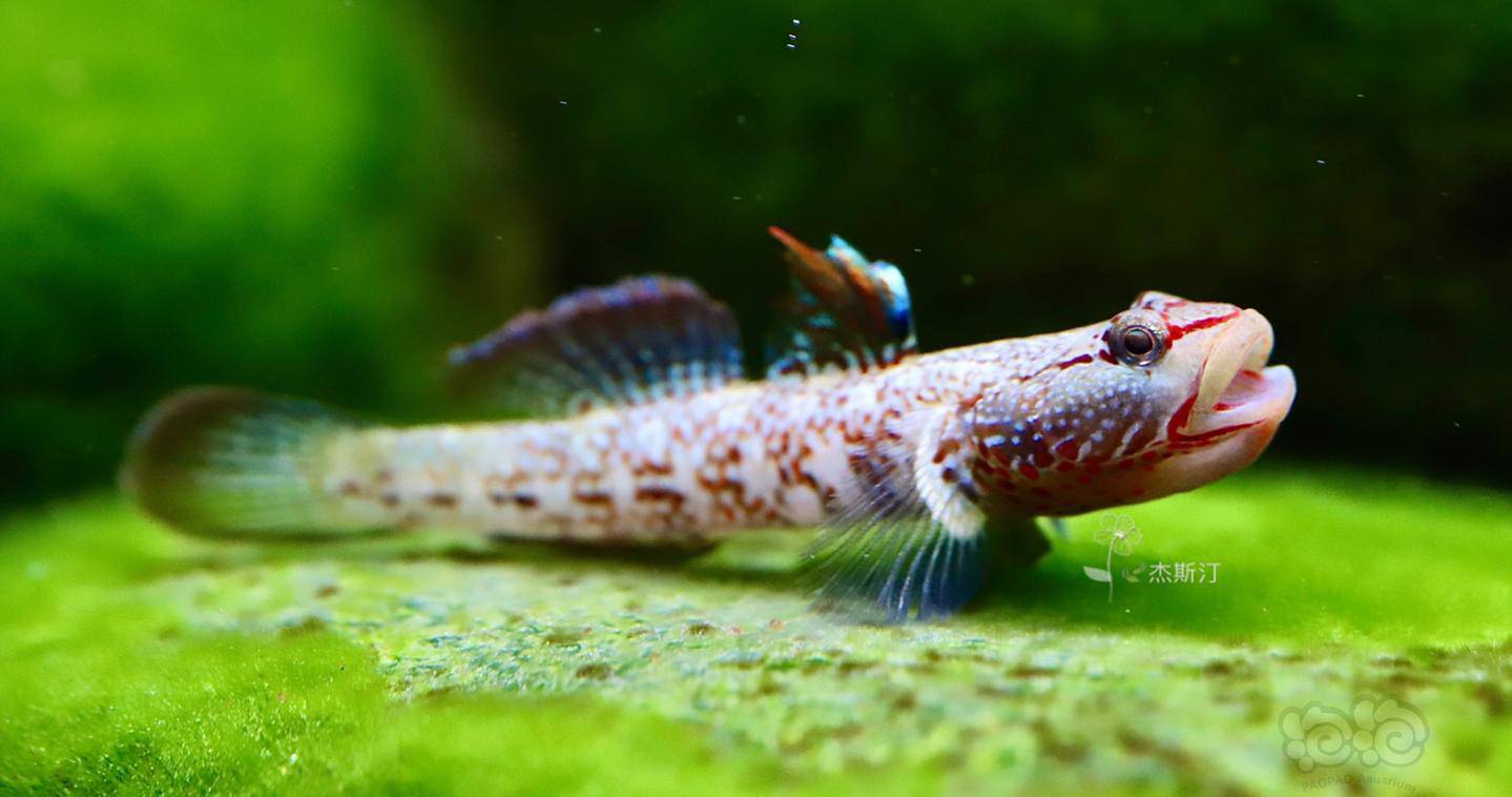 纹腮虾虎真是漂亮极了