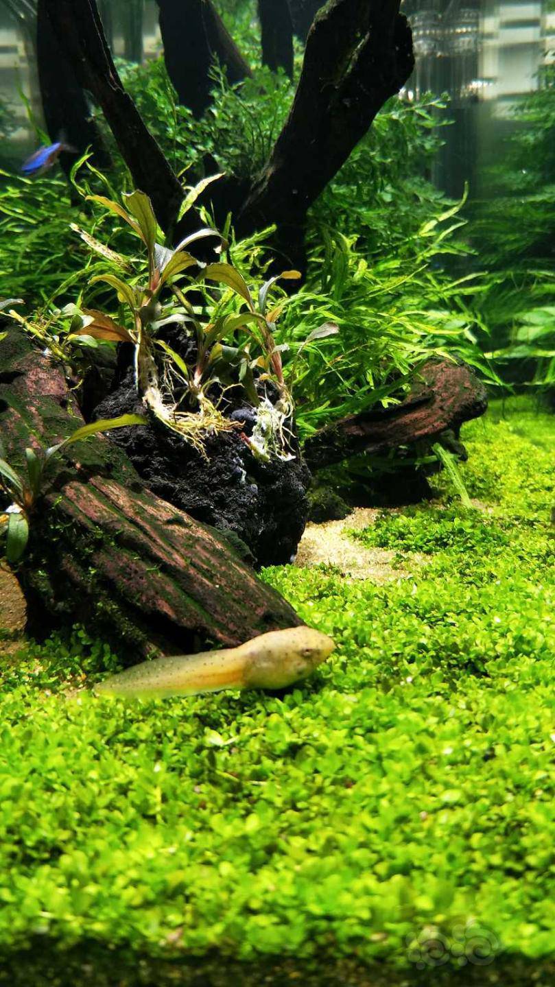 草缸里下了11条牛蛙蝌蚪