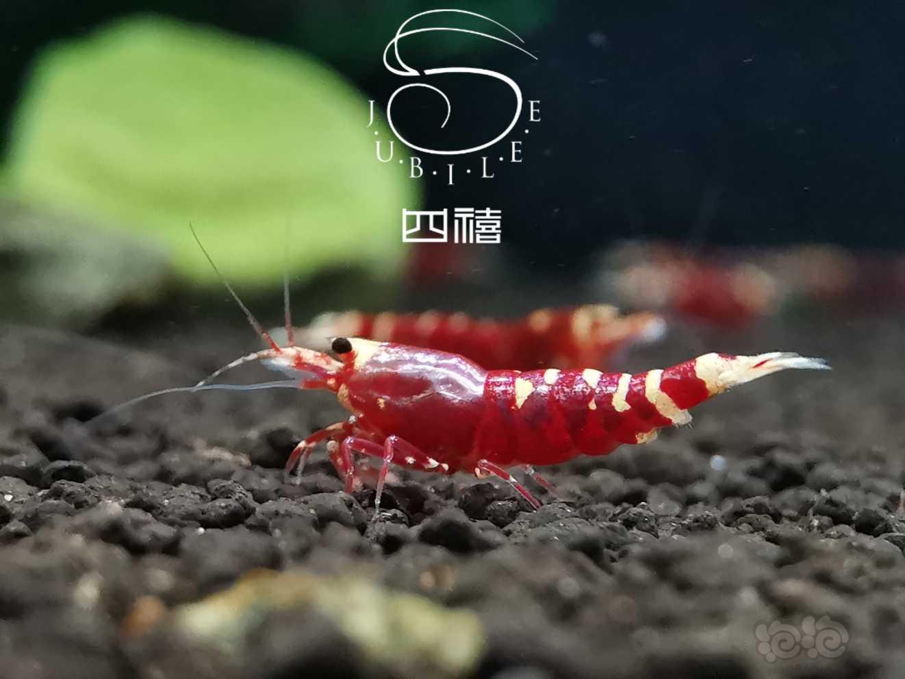 【虾】2020-03-03#RMB拍卖金属红水晶虾两只-图1