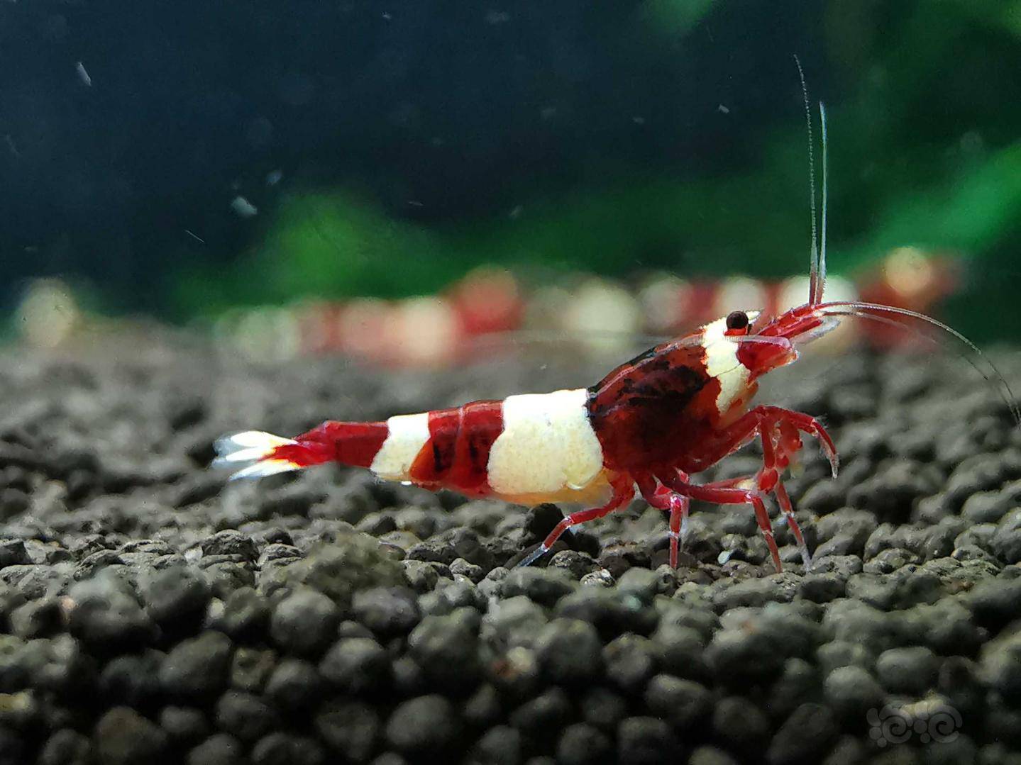 20200303rmb拍卖酒红水晶虾两只