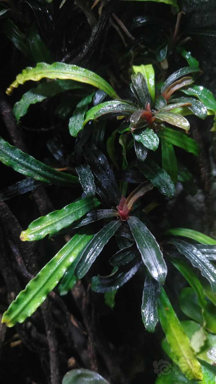 【雨林】自己拍的雨林植物-图3