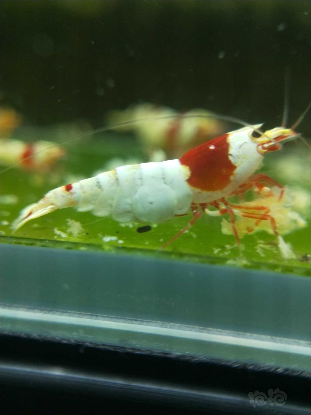 经典系统红白水晶虾，晒晒-图9