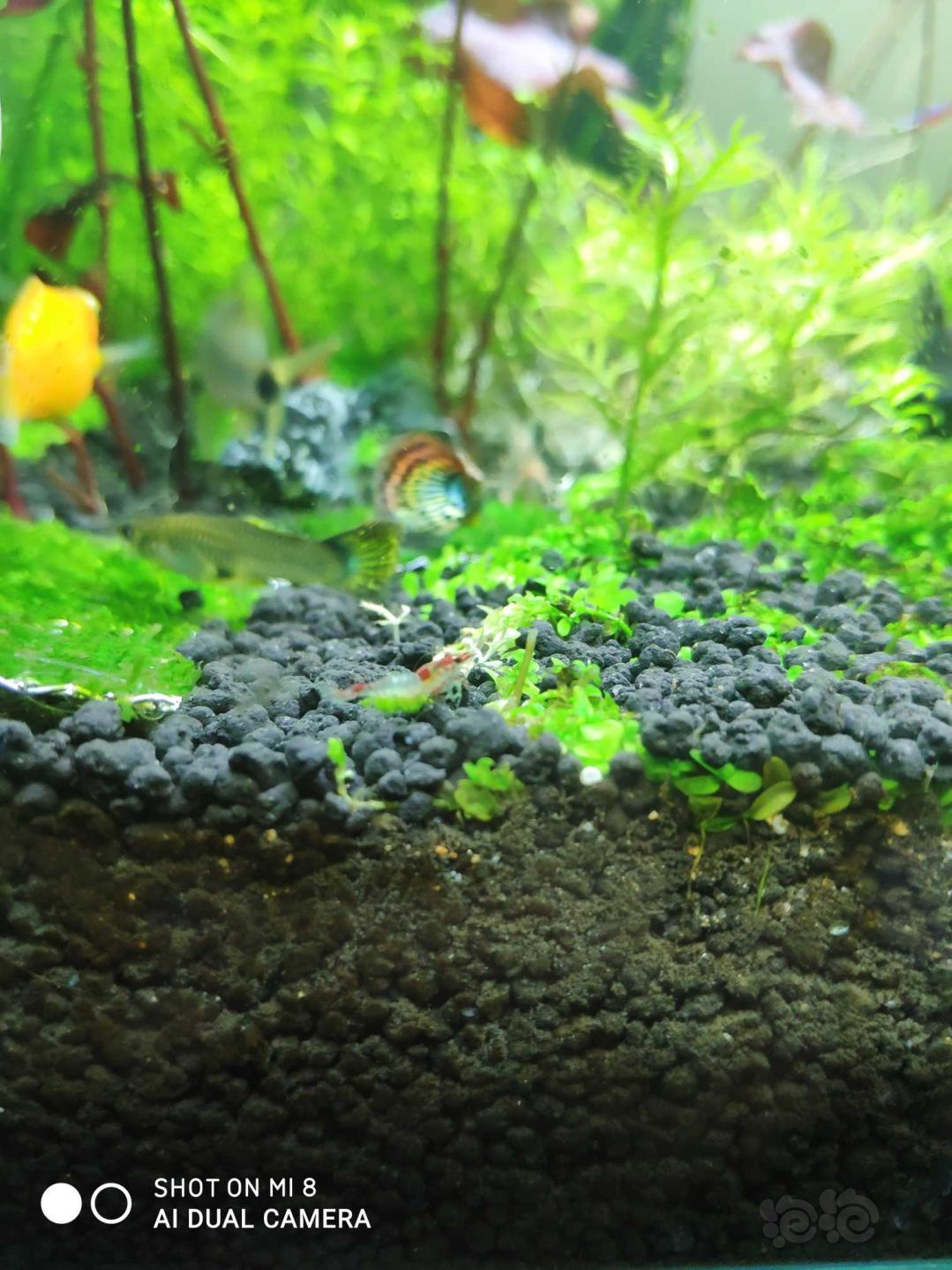 琉璃虾抱绿卵-图4