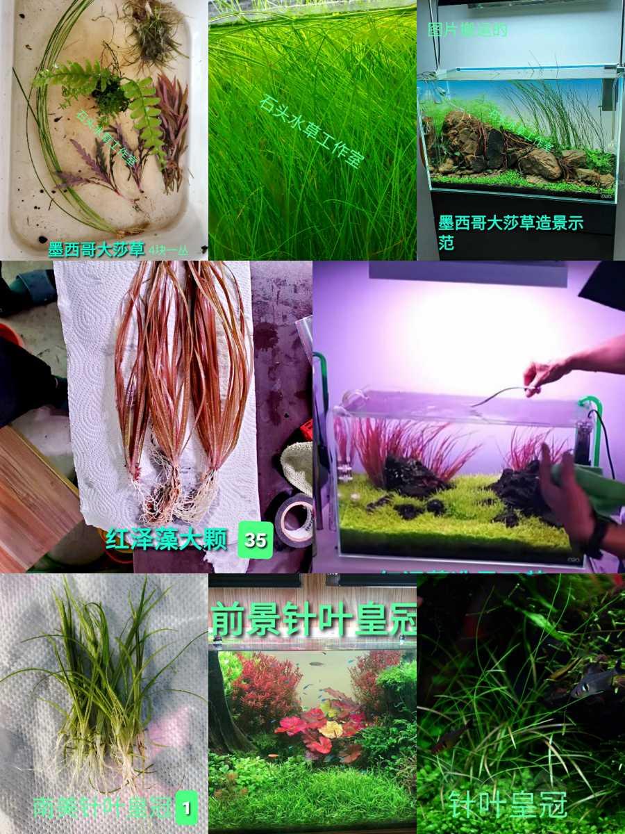 出售墨西哥大莎草   迷你爪哇莫斯  雨裂 椒草和各种阴性草-图2