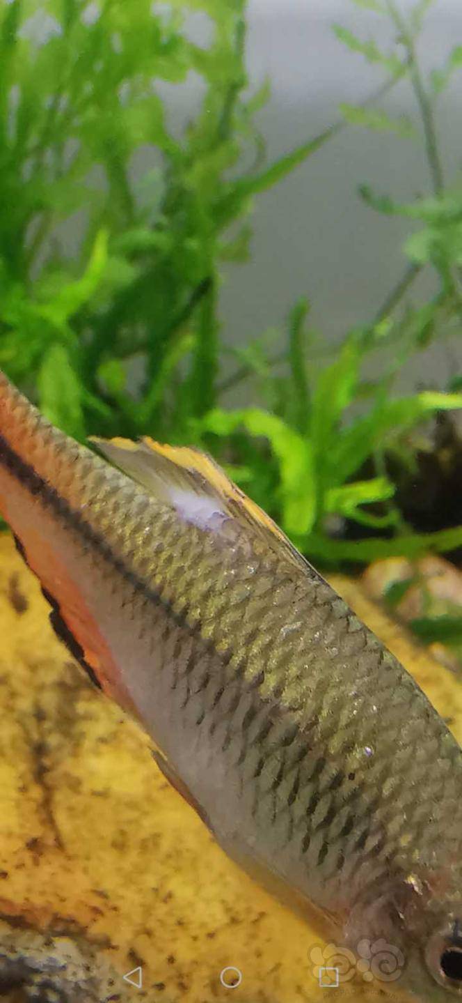 齐氏鱊背鳍发白怎么回事