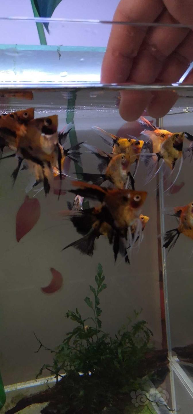 台湾大红袍燕鱼图片