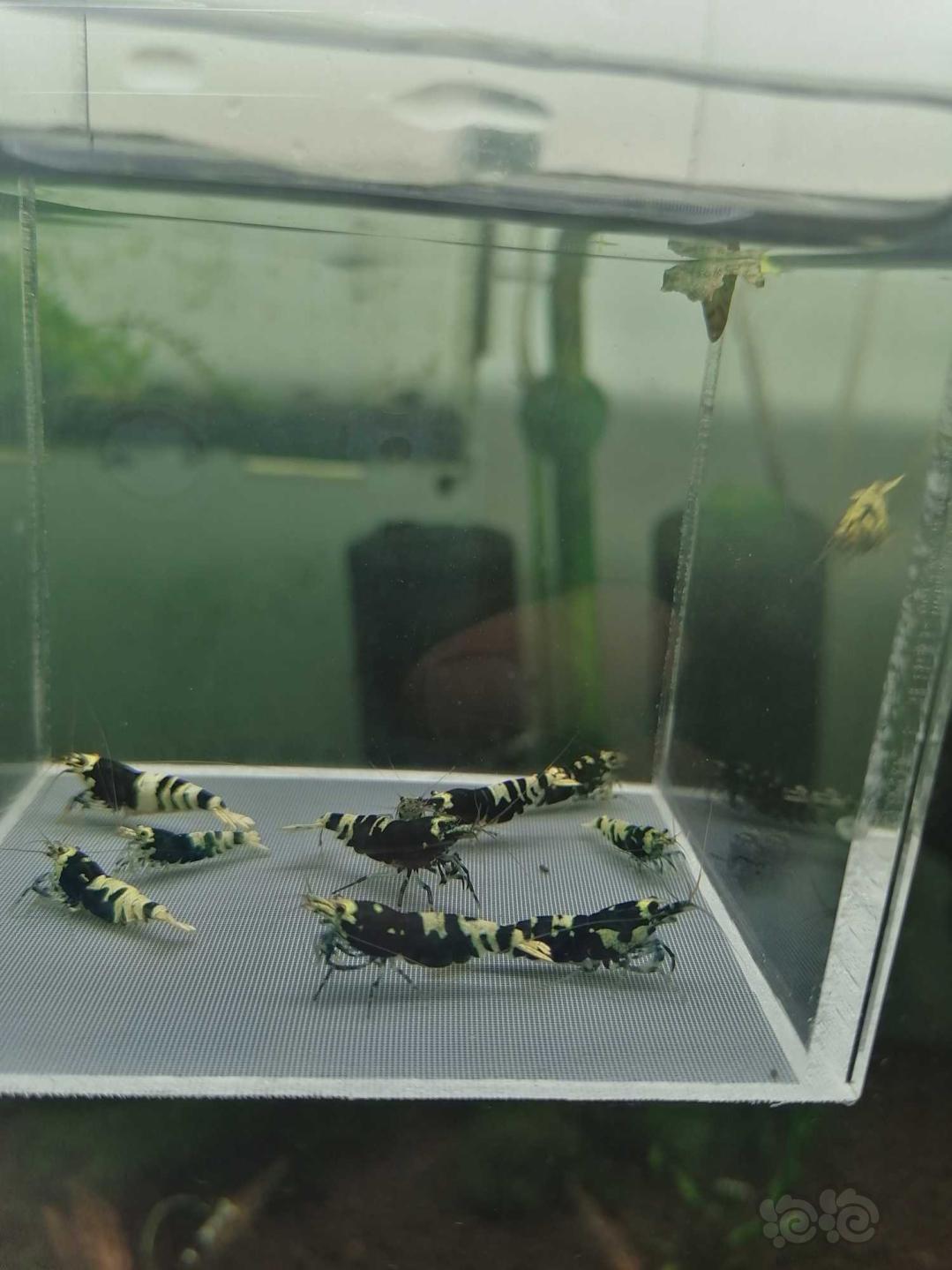 【虾】2020-3-14#RMB拍卖黑虎P繁殖组水晶虾-图3