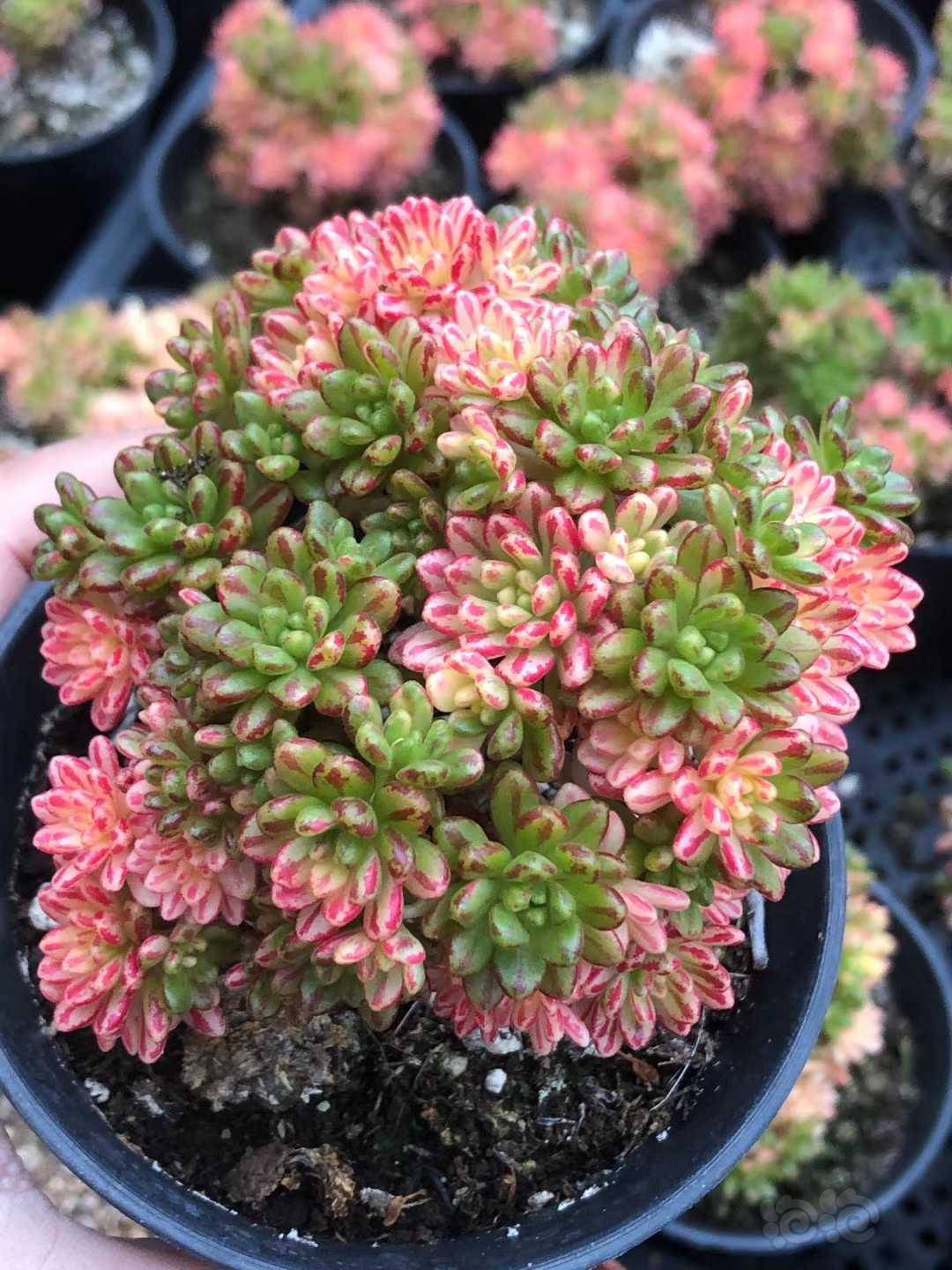 【其他】小人祭锦老桩