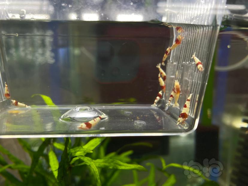 【虾】2020-03-20#RMB拍卖系统红白水晶虾一份12只-图7