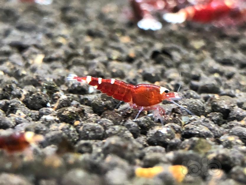 【虾】2020-03-24#RMB拍卖玫瑰金幼虾5只-图6
