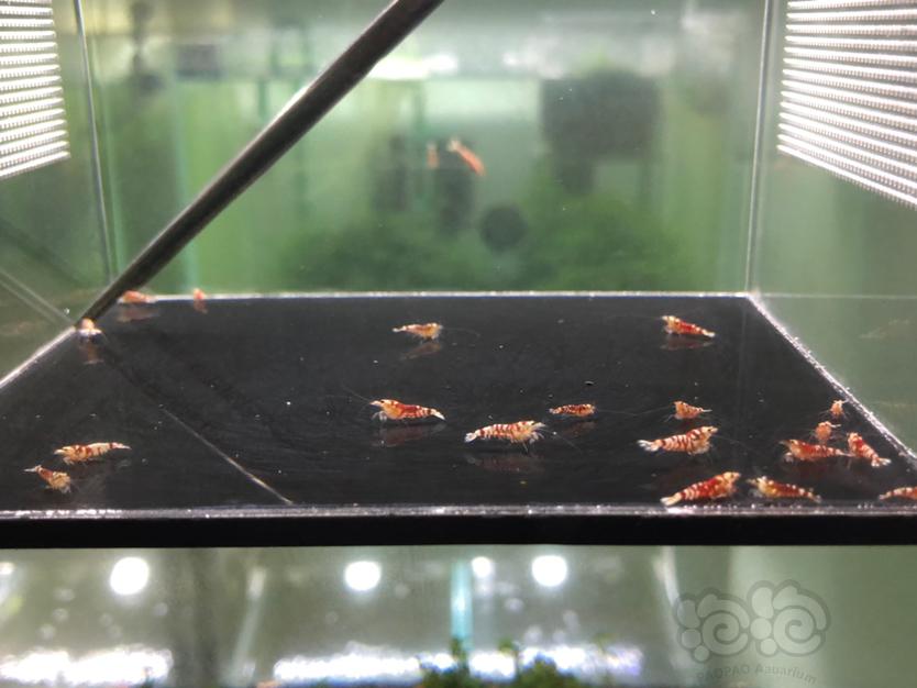 【虾】2020-03-31#RMB拍卖红花虎淘汰小虾20只-图3