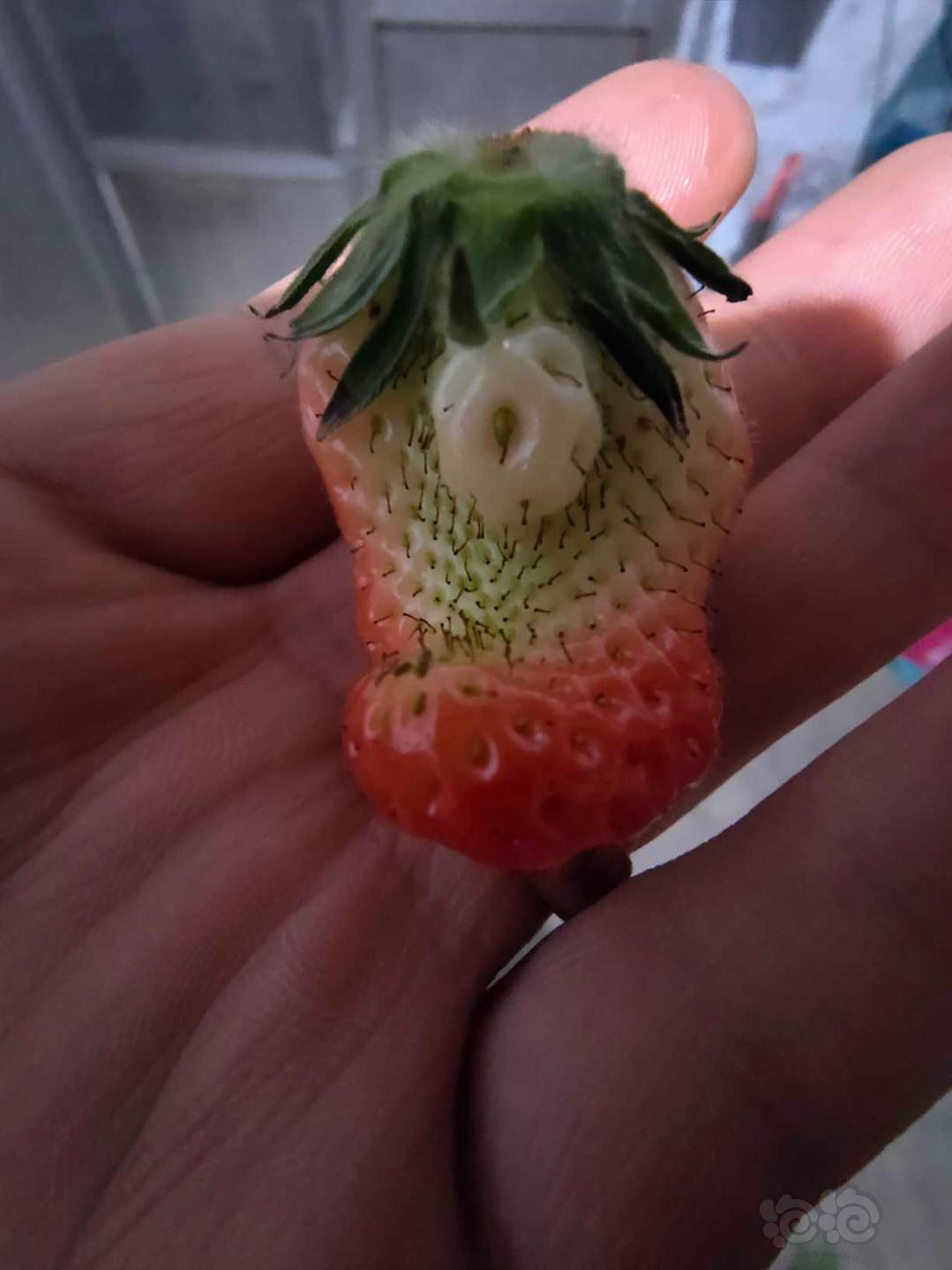 这个草莓如此个性-图2