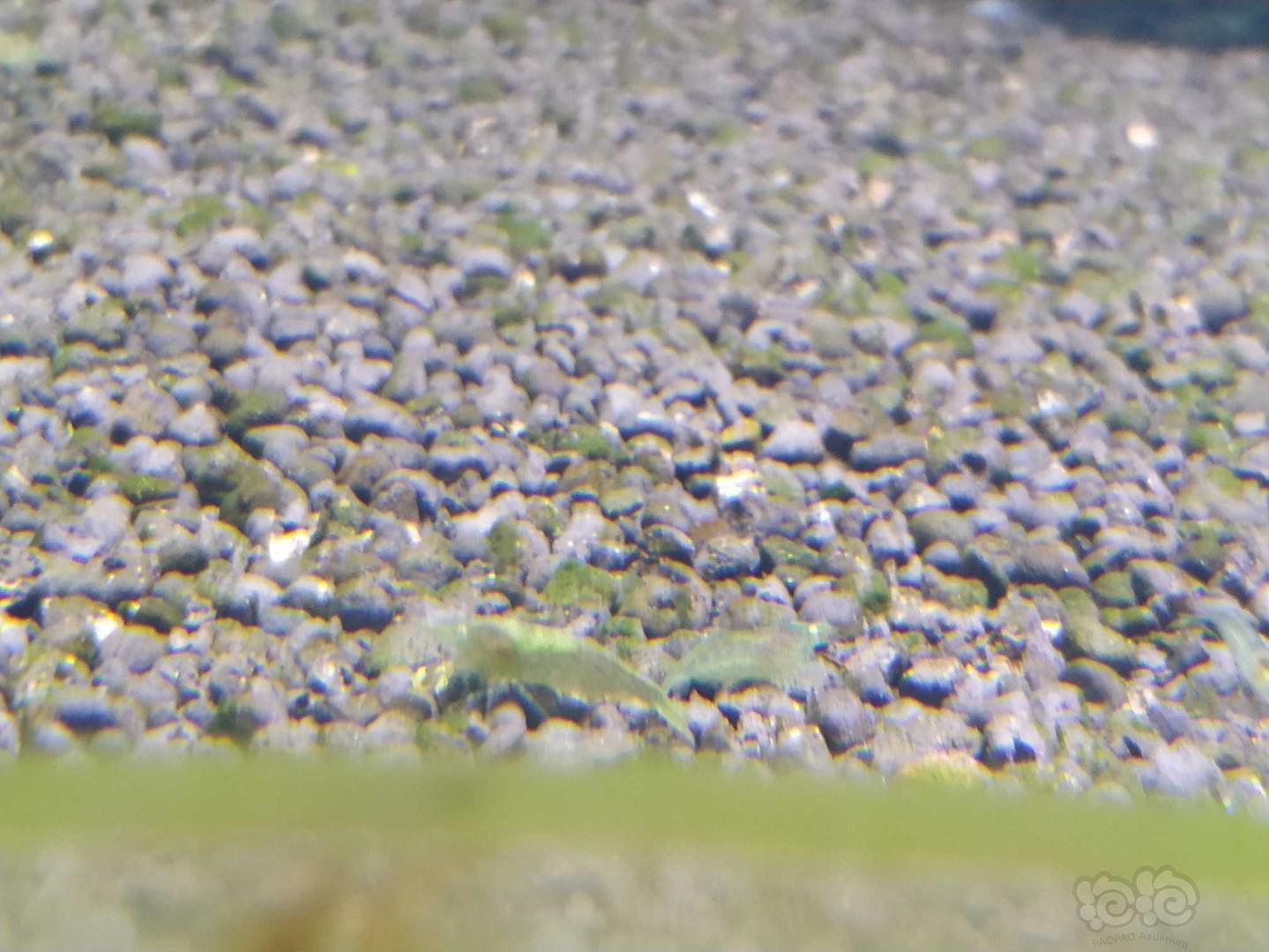 发几张虾的照片綠晶虾-图1