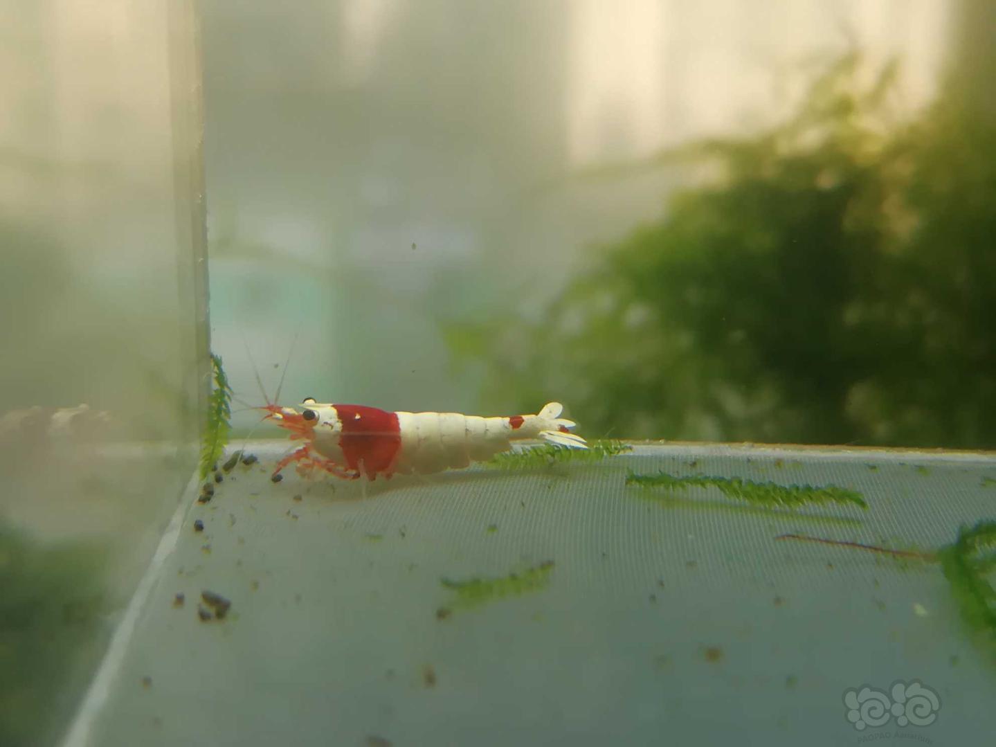 【虾】2020-03-21#RMB拍卖#红白纯血水晶虾一份2只-图3