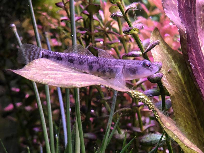 闺女在公园捞了两只虾虎,非要养草缸,结果就是虾虎长大了,虾没了,缸里