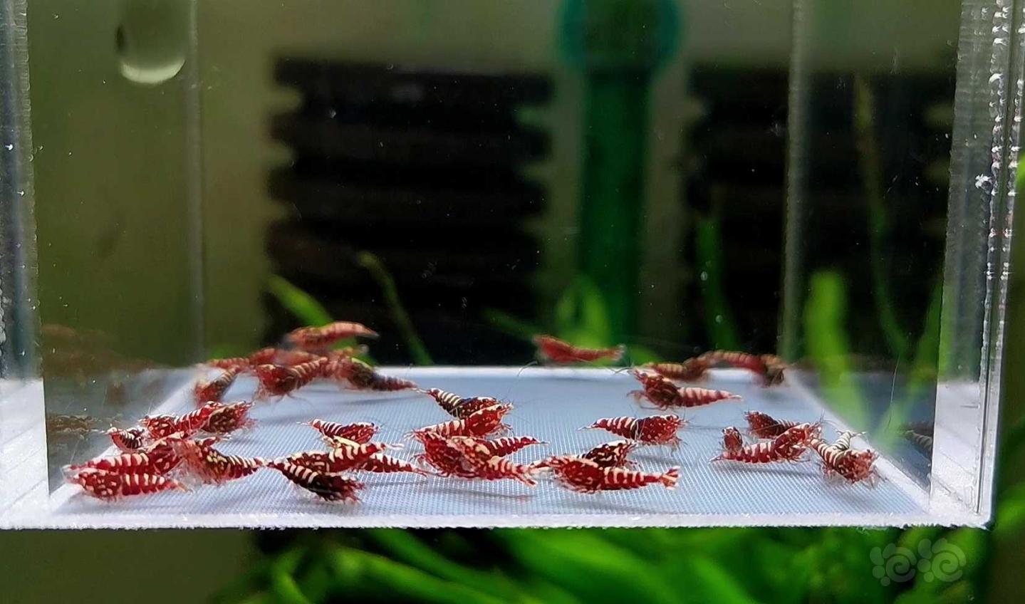 【虾】2020-3-10#RMB拍卖红银河幼虾30只-图1