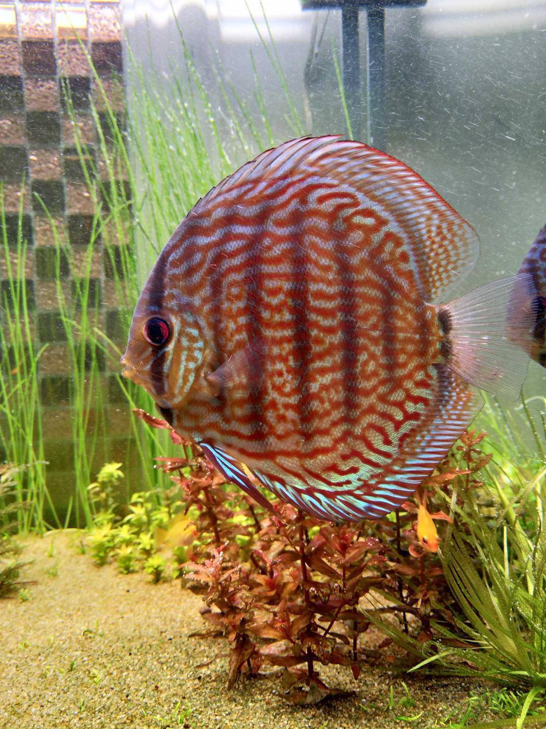 热带鱼出自养七彩神仙5条