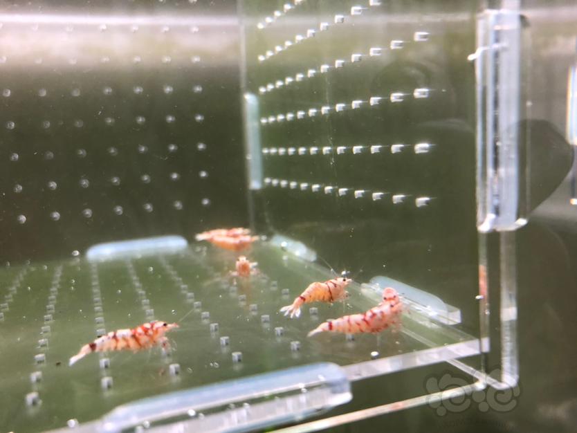 【虾】2020-03-19#RMB拍卖太极红花虎10只-图5