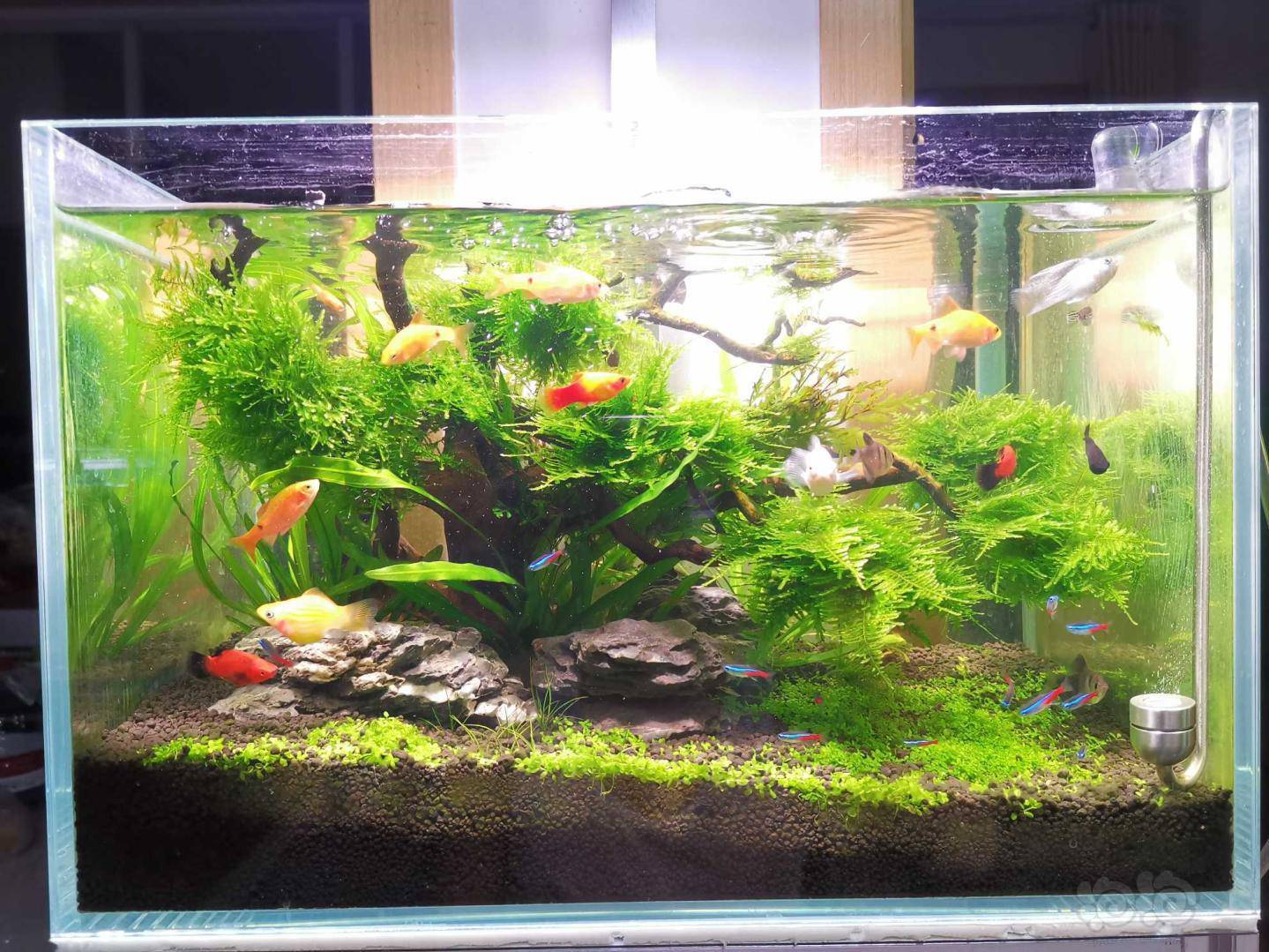 翻缸n次了,顺序有点乱,凑合看吧之前对鱼缸养鱼真是一窍不通,自从买了