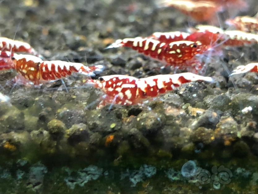 【虾】2020-03-18#RMB拍卖红银河鱼骨小虾5只-图3