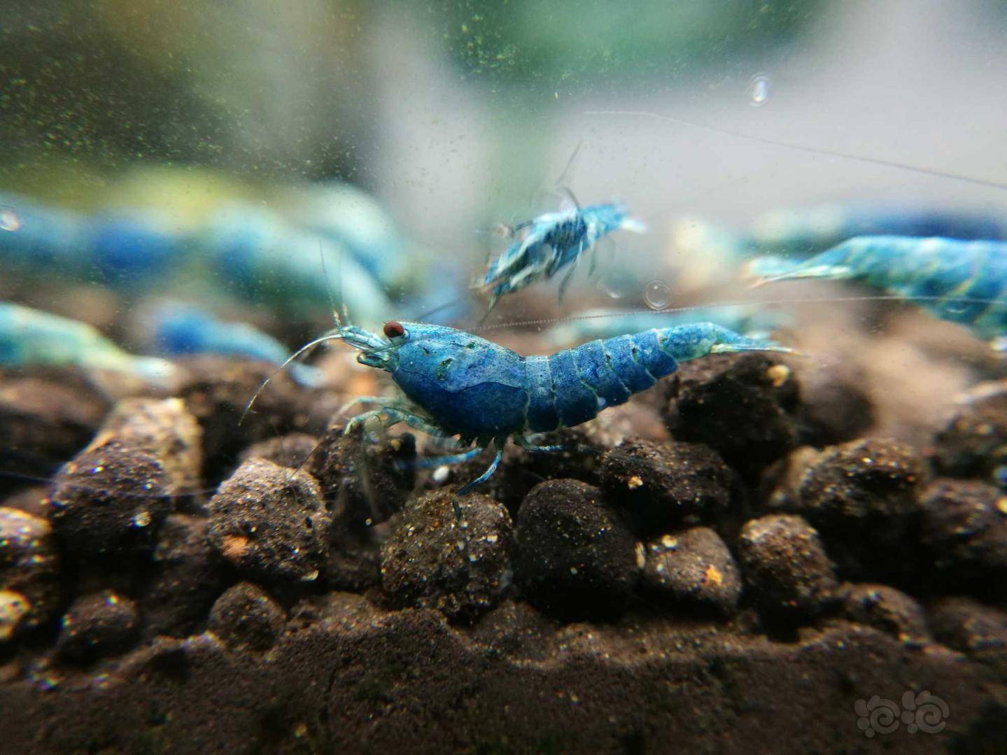 2020321rmb拍卖蓝金刚幼虾10个