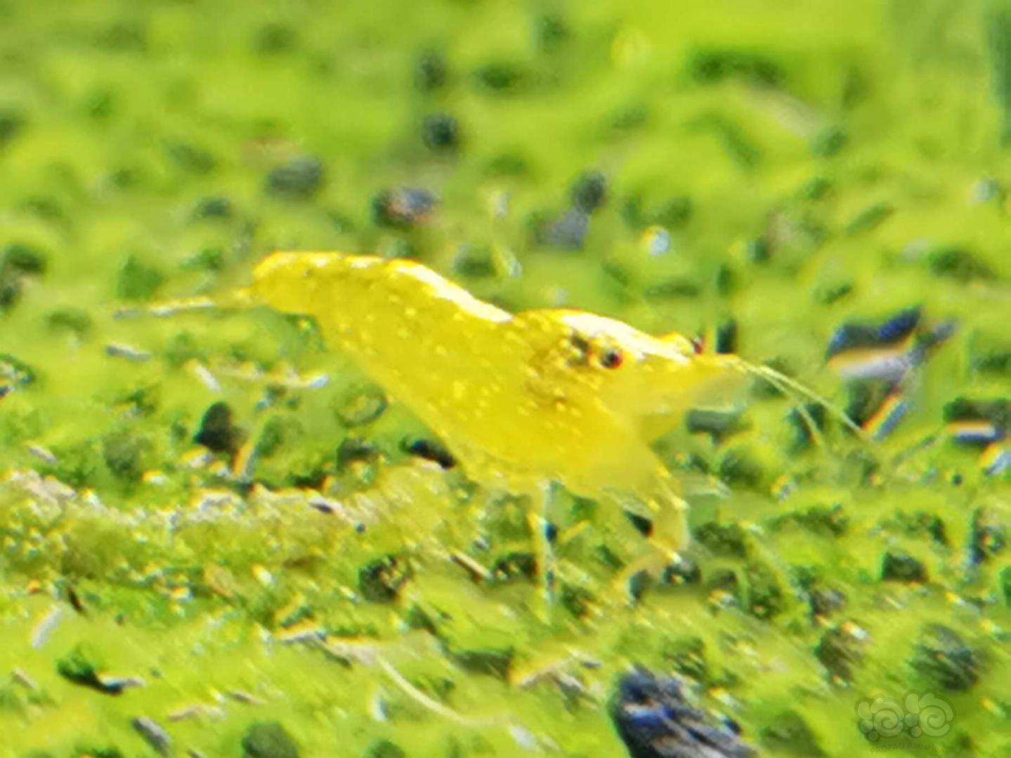 金背米虾与绿苔-图3