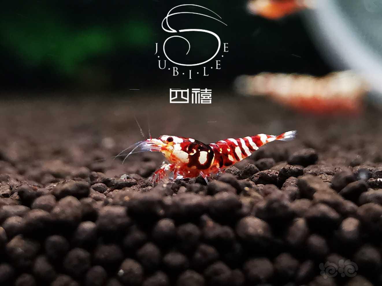 勃艮第红  花虎虾-图5