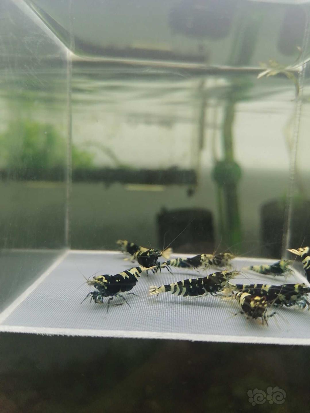 【虾】2020-3-14#RMB拍卖黑虎P繁殖组水晶虾-图5