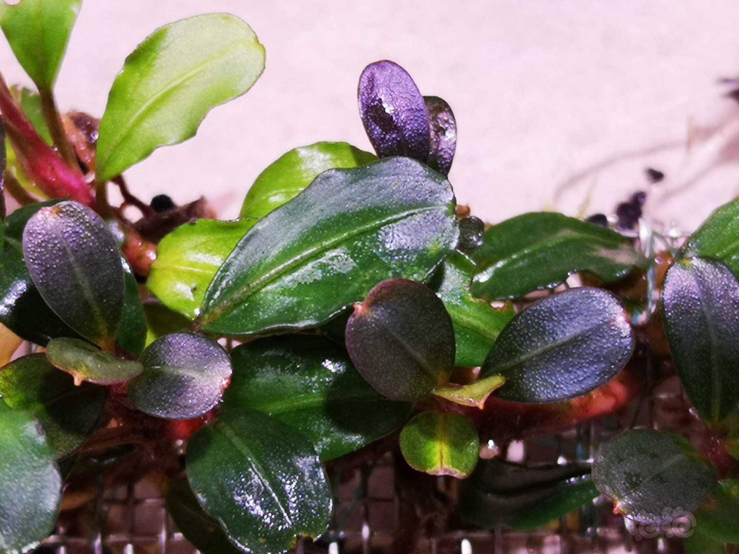 出布朗尼小叶辣椒榕