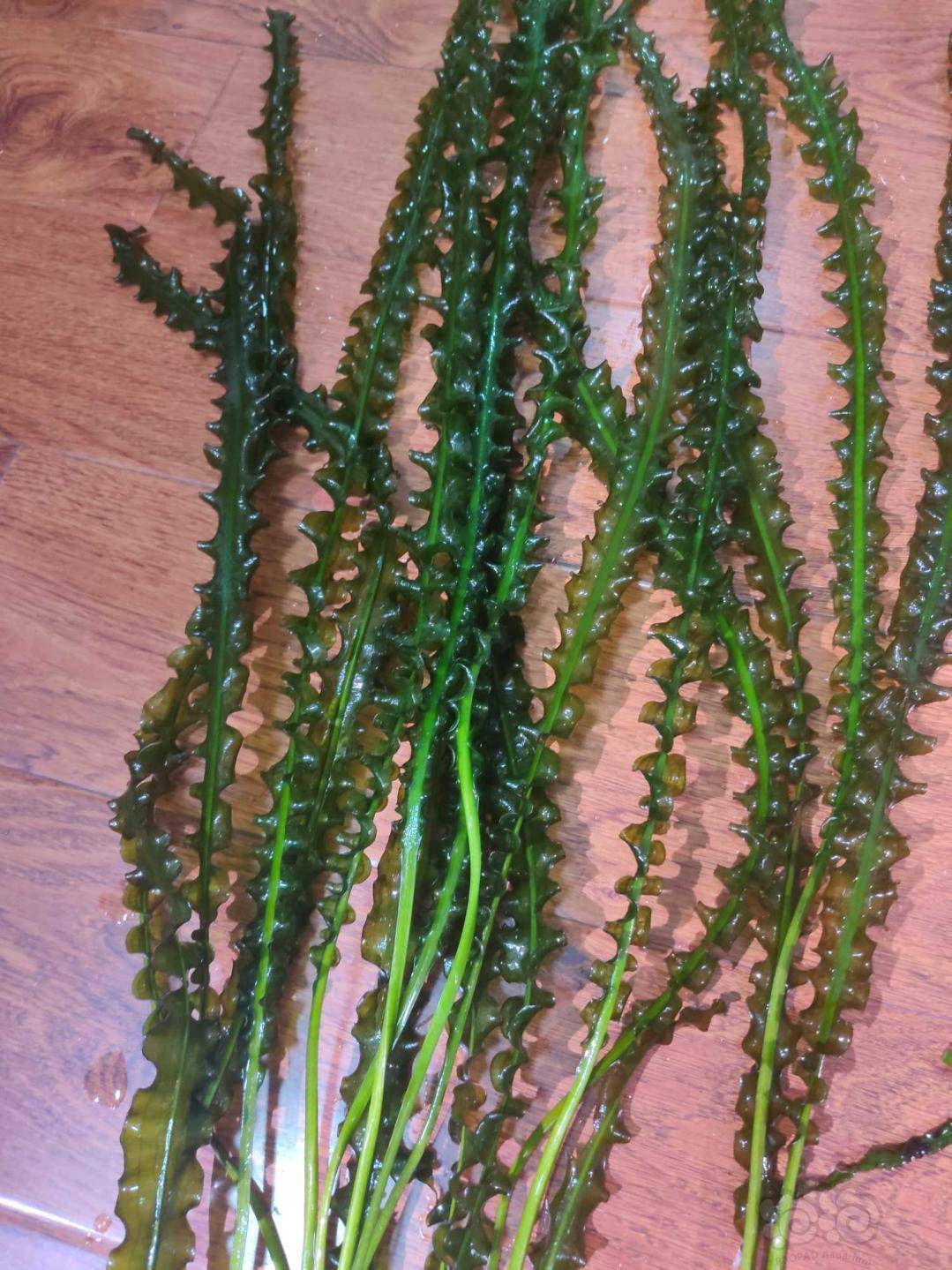 水草交易 出宽叶龙鞭一颗出一颗水草宽叶龙鞭,90鱼