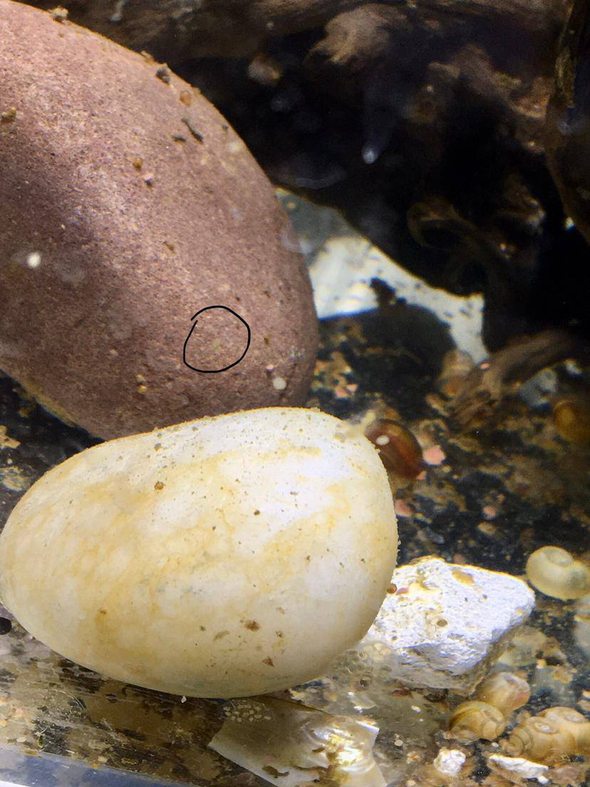 这是什么啊活的游的很快在苹果螺缸里发现的后面有