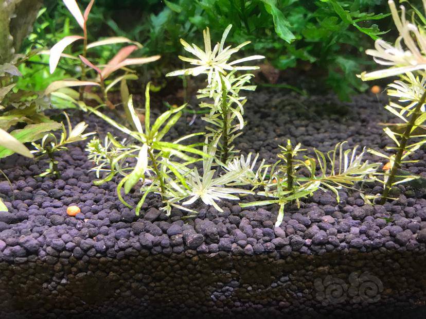 白太阳真难养新芽很好看老叶就