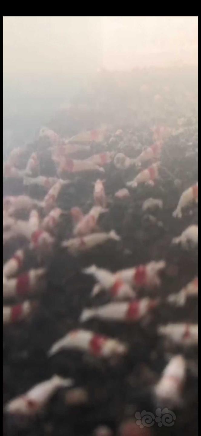 红白纯血水晶虾（公虾）-图1