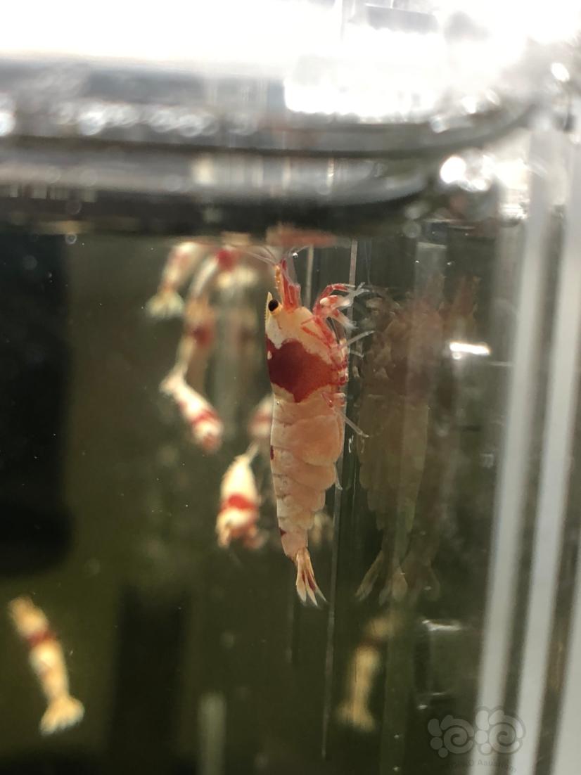 【虾】2020-3-28#RMB拍卖#红白水晶虾一份20只-图2