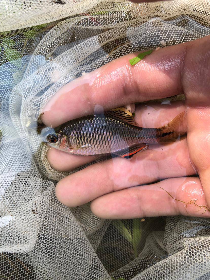 中国最美原生鱼之一