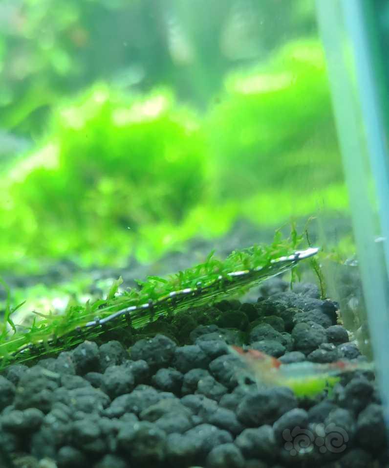 琉璃虾抱绿卵-图2