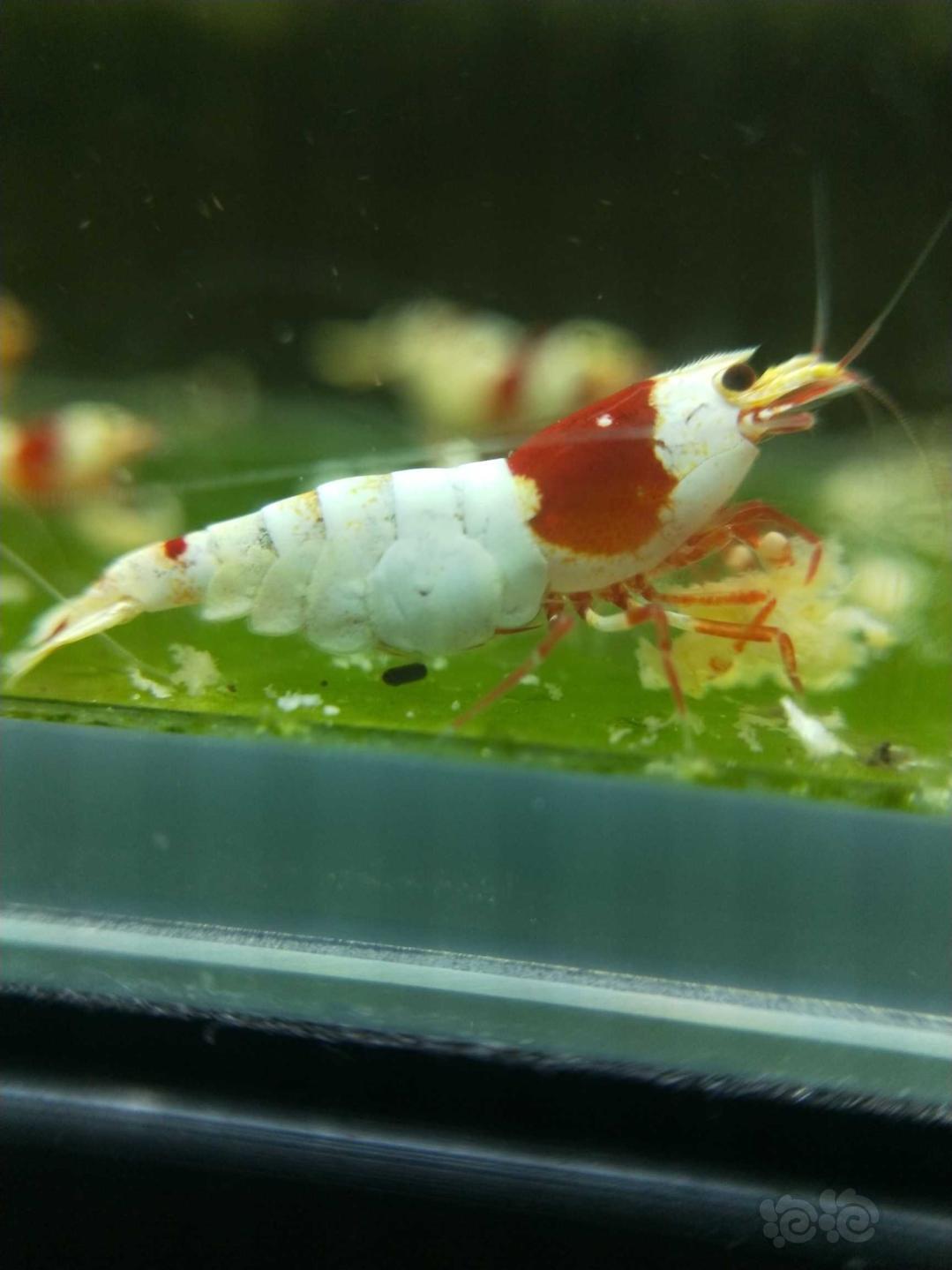 经典系统红白水晶虾，晒晒-图8