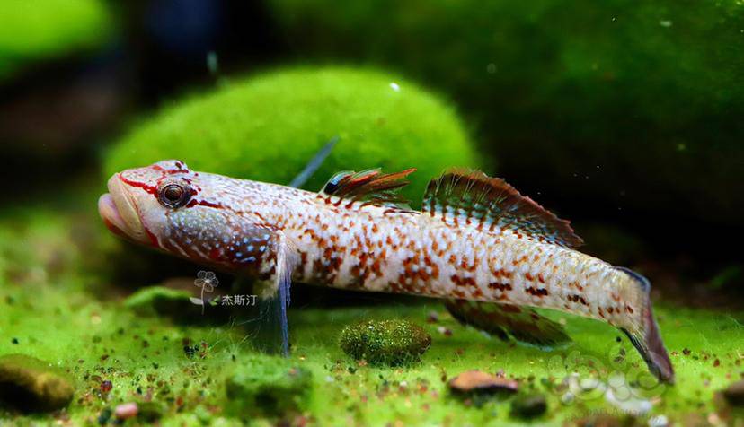 纹腮虾虎真是漂亮极了